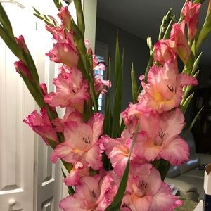 Meet your Posher, Sherri